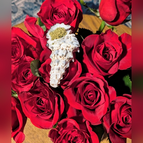 Seashell - Picture 2 of 3